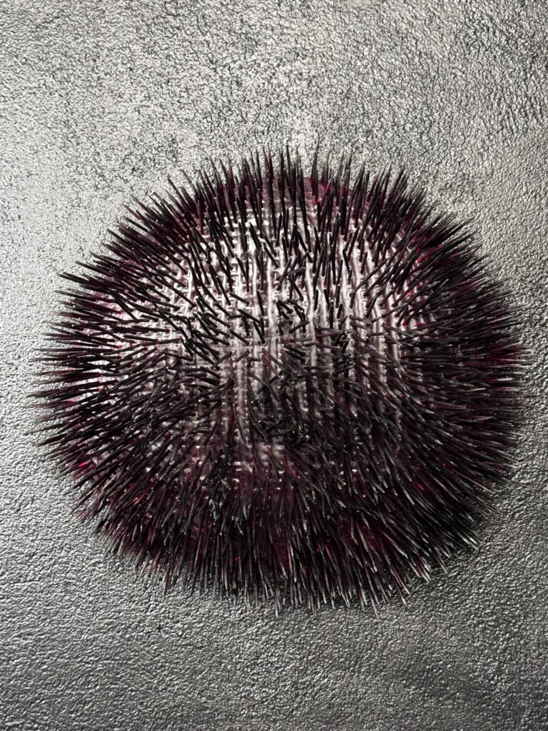 Salmacis aux mille radioles, sculpture en cèdre peinte, vue rapprochée des radioles noires et reflets roses.