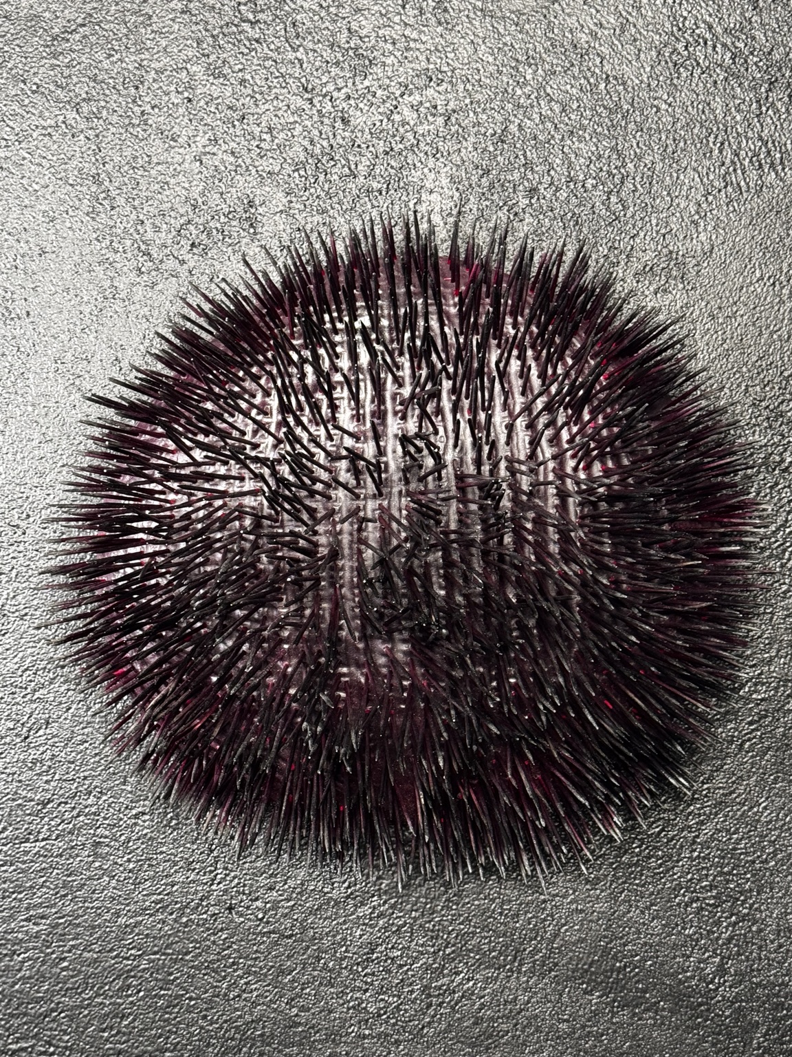 Salmacis aux mille radioles, sculpture en cèdre peinte, vue rapprochée des radioles noires et reflets roses.