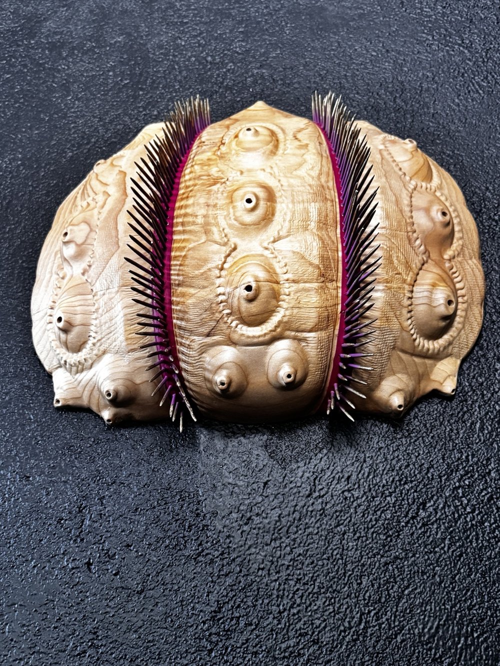 goniocidaris-3835